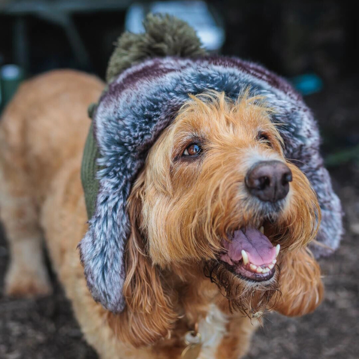Fox Trapper Hat