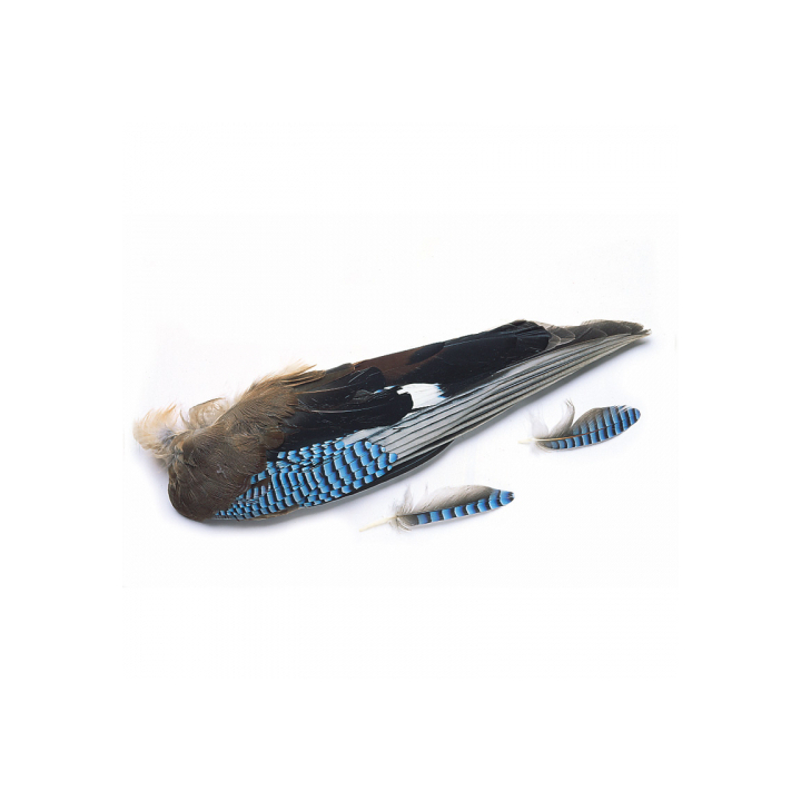 Veniard Blue Jay Wings