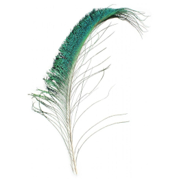 Veniard Peacock Swordtails