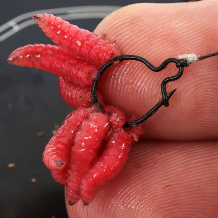 Korda Maggot Klip
